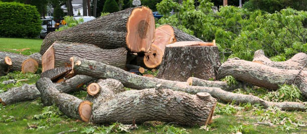 Best Commercial Tree Services  in Wainaku, HI